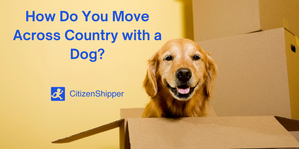 Cross-country move with a canine companion.