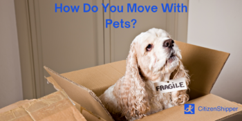 move, pets