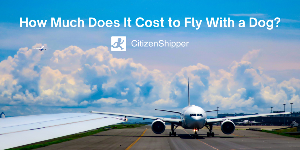 Cost to Fly a Dog on Domestic Flights CitizenShipper Blog