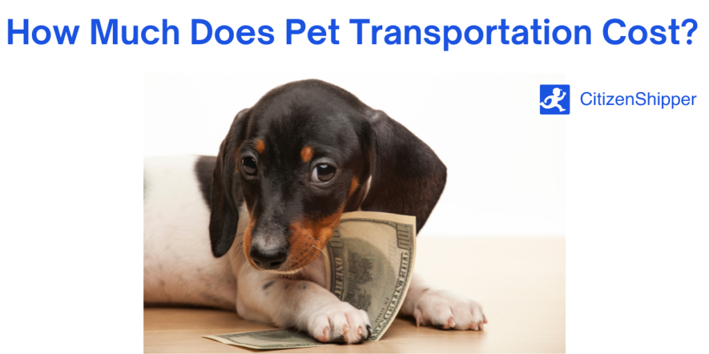 Pet Transportation When Is It OK to Sedate Your Pet?