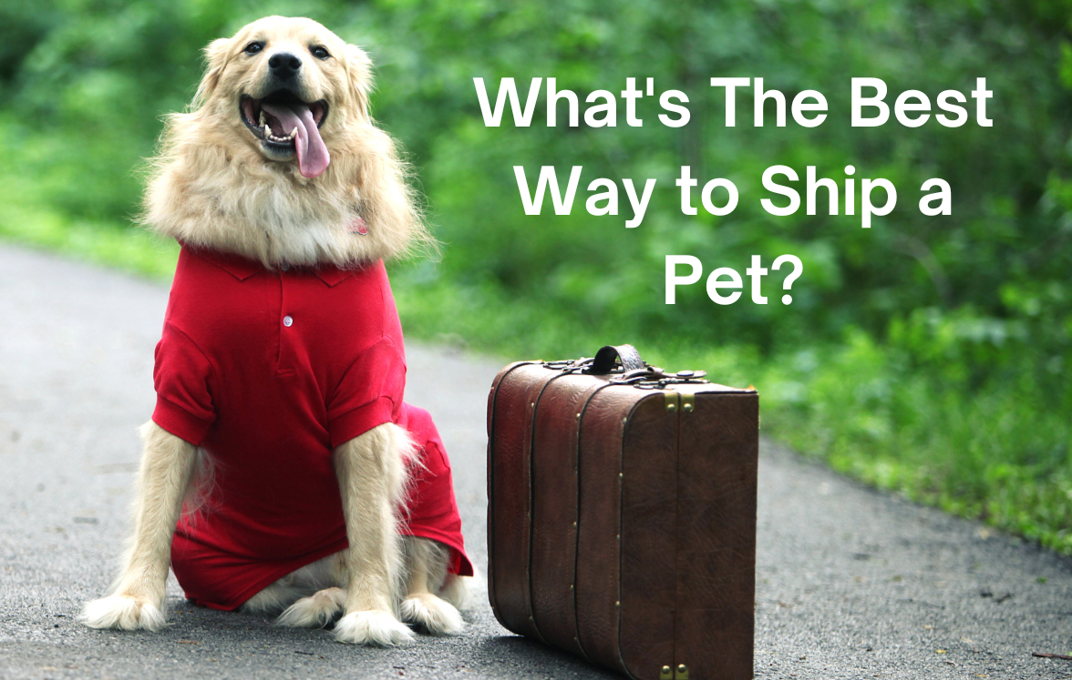 How Much Does it Cost to Ship a Dog Alone? CitizenShipper Blog