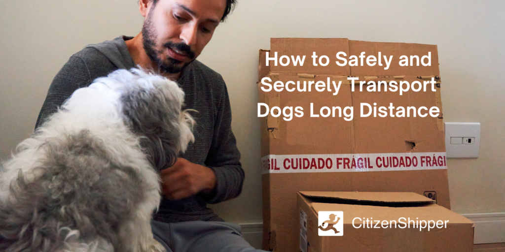 How to Ship Your Dog By Plane