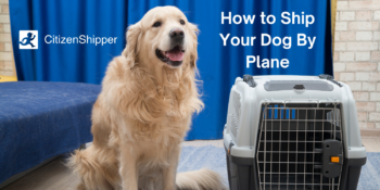 Ship your dog by plane.