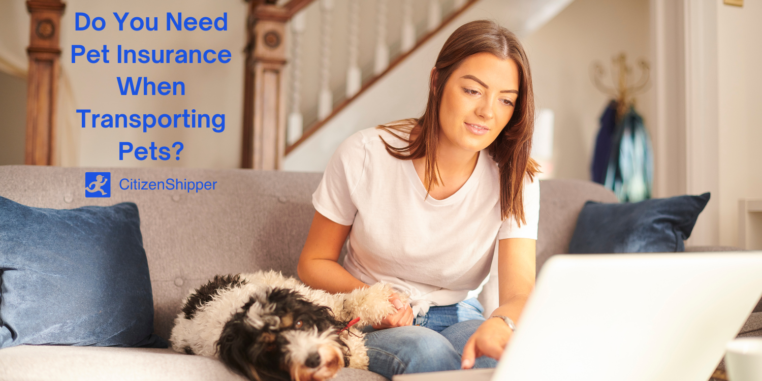 Pet Insurance When Transporting Pets CitizenShipper Blog