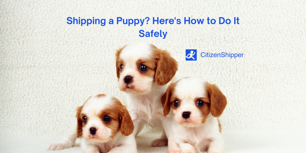 Essential tips on Safe Puppy Shipping and Transportation
