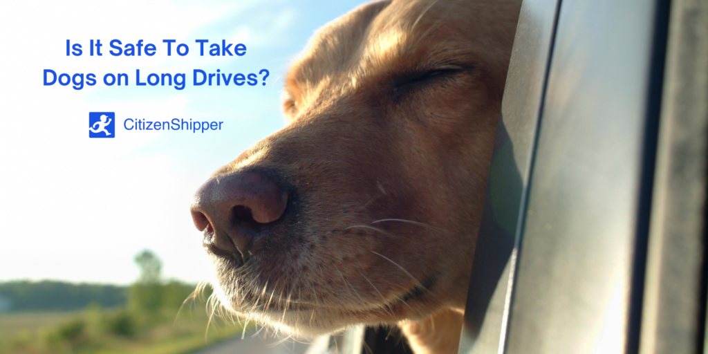 Dog, long drives