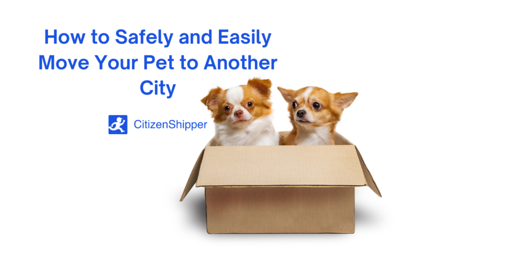 Guide on the safe relocation of your pet to a different city.