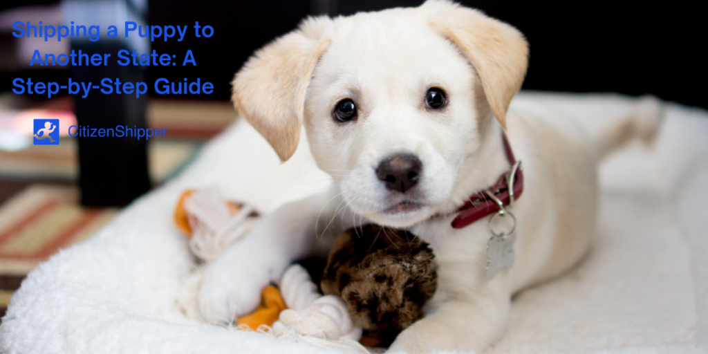 Is it safe to ship a puppy? CitizenShipper