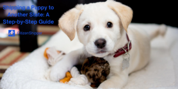 puppy, adopt