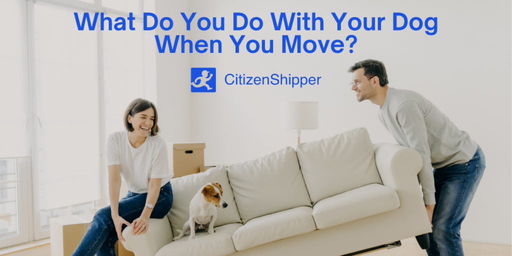 dog, move