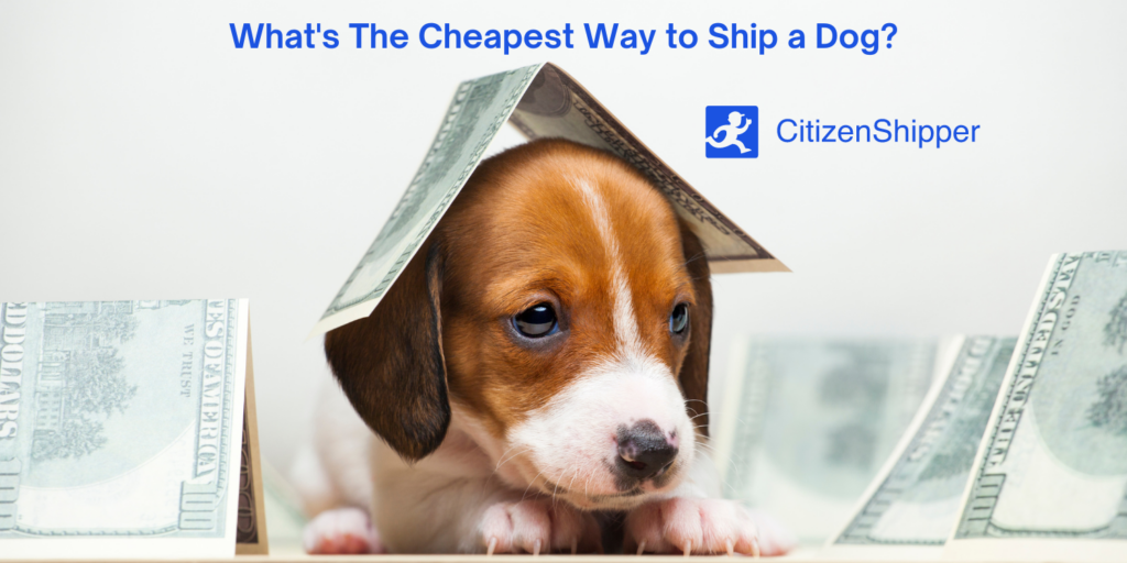 What's The Cheapest Way to Ship a Dog? CitizenShipper Blog
