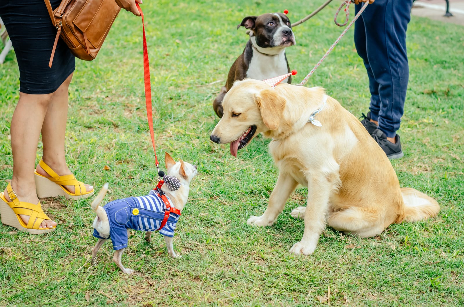 A small dog in a blue outfit faces a sitting golden retriever on grass, while another dog and two people with leashes stand nearby—capturing a charming moment worthy of puppies.com for sale listings.