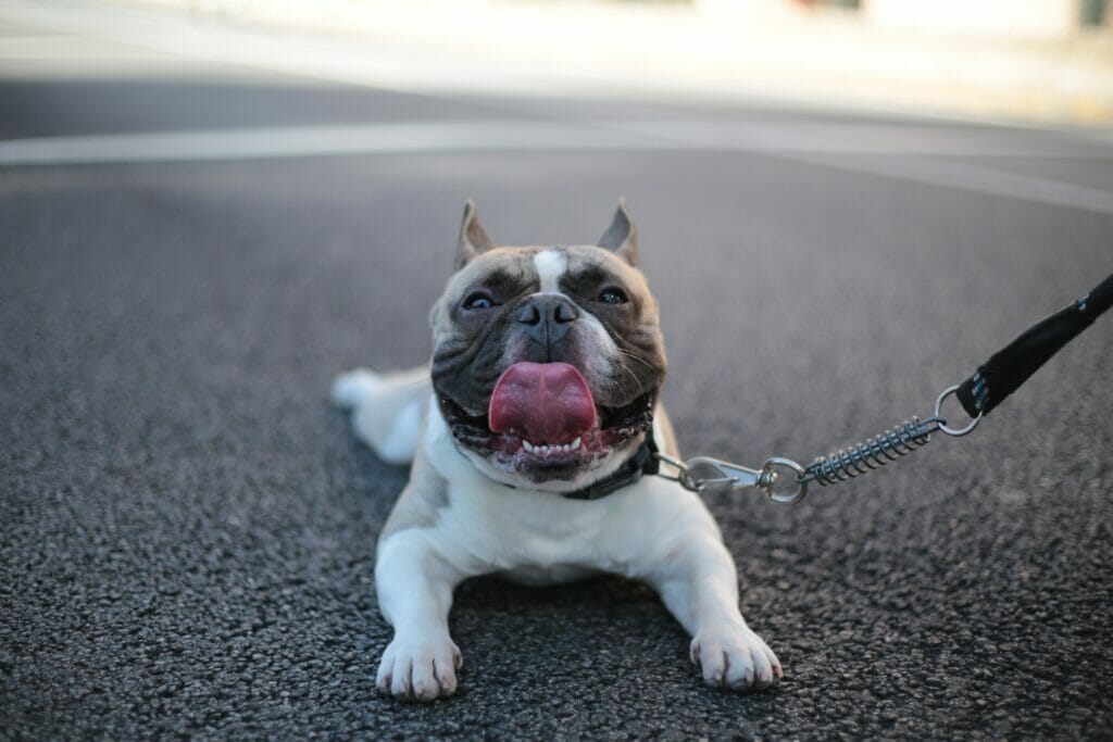 A stranded dog is unable to access Animal Transport service on the street with its tongue out.