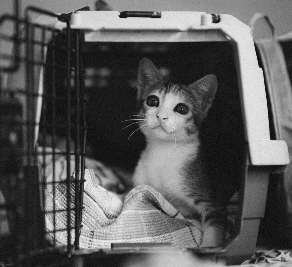 Alaska Airlines Pet Policy Traveling with Dogs & Cats Safely