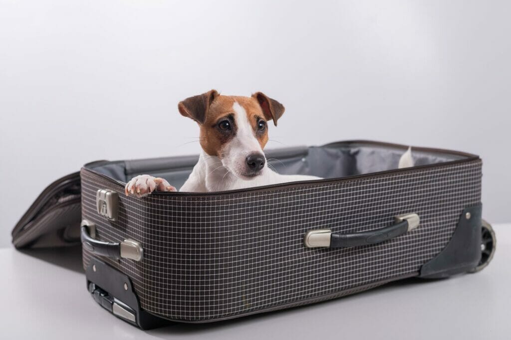 A dog is sitting inside a suitcase, ready to fly.