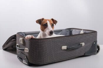 A dog is sitting inside a suitcase, ready to fly.