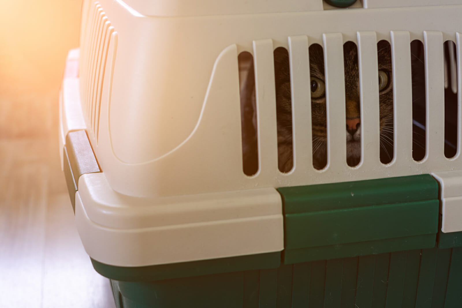 A cat carrier for flying with a green and white design.