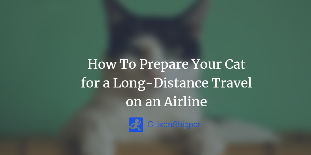 How To Prepare Your Cat for a LongDistance Travel on an Airline