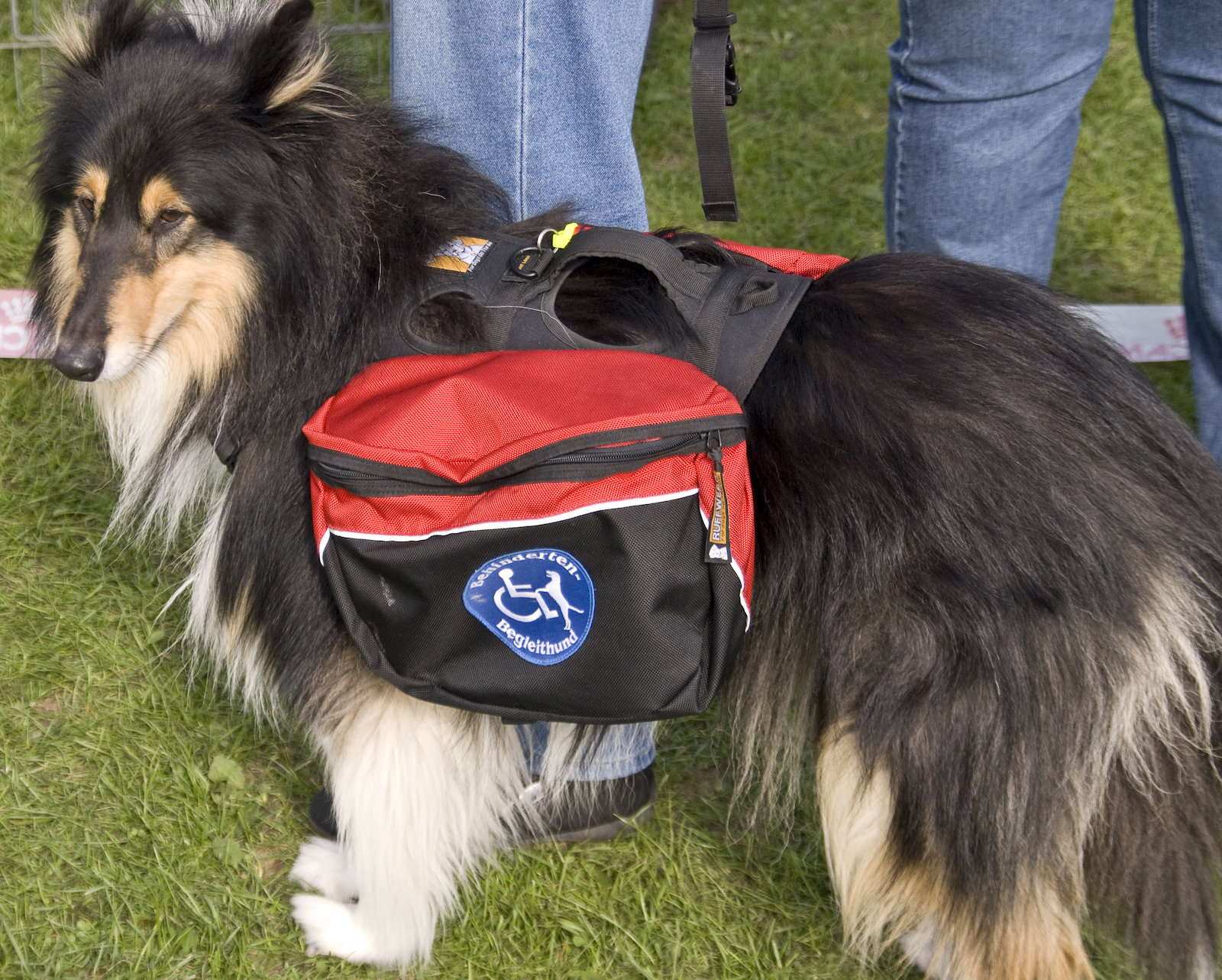 A long-haired dog wearing a red and black service dog vest with a blue accessibility symbol, standing next to a person on grass—an example of companions covered under the Southwest Airlines pet policy.