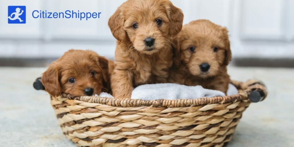 https://citizenshipper.com/blog/furniture-shipping-company