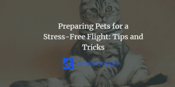 Preparing Pets for a Stress-Free Flight: Tips and Tricks