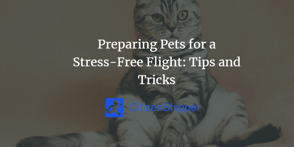 Preparing Pets for a Stress-Free Flight: Tips and Tricks