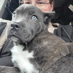 A gray puppy with blue eyes and a white chest sits on a CitizenShipper driver’s lap inside a car. The person, partially visible, is wearing glasses and a black jacket while the puppy looks off to the side.
