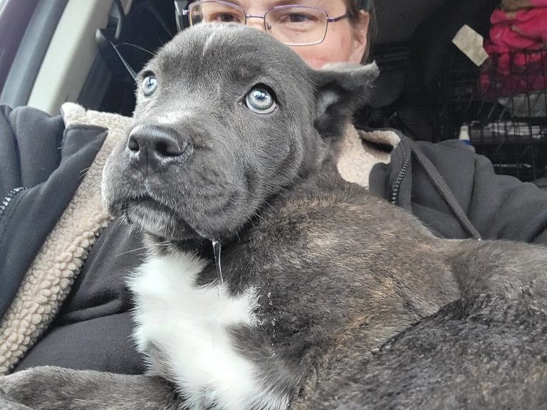 A gray puppy with blue eyes and a white chest sits on a CitizenShipper driver’s lap inside a car. The person, partially visible, is wearing glasses and a black jacket while the puppy looks off to the side.