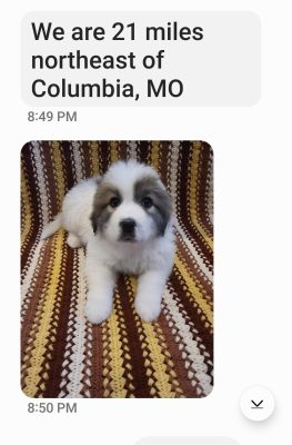 A fluffy white and brown puppy sits on a patterned brown, yellow, and white crocheted blanket. Text above the photo says, “We are 21 miles northeast of Columbia, MO.” CitizenShipper helps connect pets like this with loving homes.