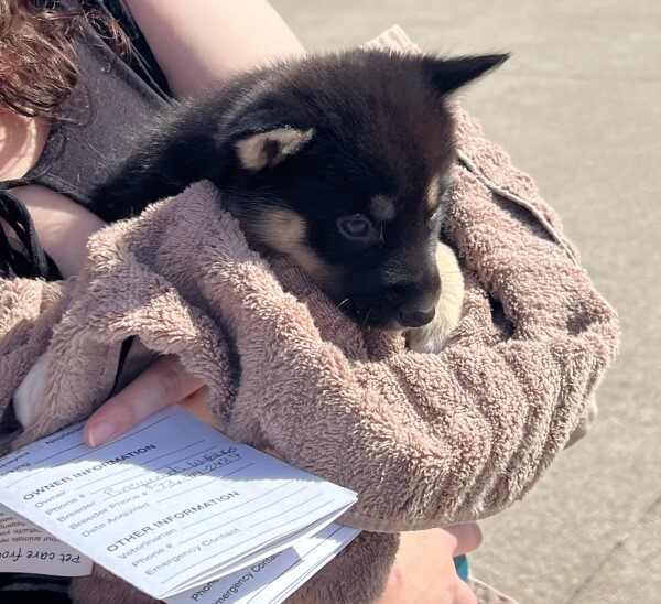 During a Driver Interview, a woman is holding a puppy in her arms.