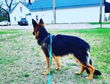 Kenneth, enjoying his time with a furry client