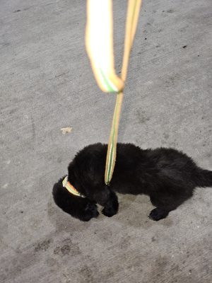 A small black puppy wearing a colorful collar and leash from Nicole Noble Adventures is sniffing the ground on a concrete surface.