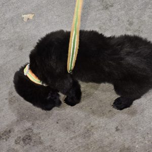 A small black puppy wearing a colorful collar and leash from Nicole Noble Adventures is sniffing the ground on a concrete surface.