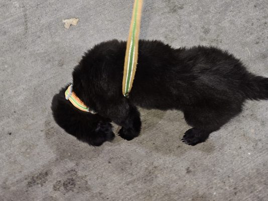 A small black puppy wearing a colorful collar and leash from Nicole Noble Adventures is sniffing the ground on a concrete surface.