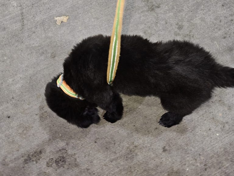 A small black puppy wearing a colorful collar and leash from Nicole Noble Adventures is sniffing the ground on a concrete surface.