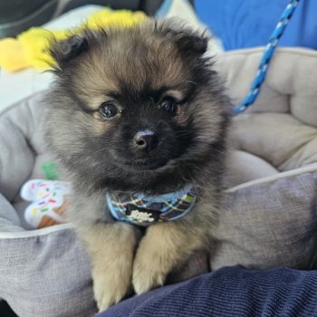 A fluffy brown and black puppy with a plaid harness sits in a gray pet bed, looking directly at the camera, ready for his next adventure with his favorite CitizenShipper animal-loving driver.