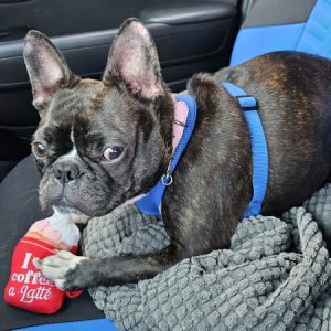 A brindle French Bulldog with a blue harness sits on a gray blanket in a car, holding a toy shaped like a coffee cup, ready for the journey ahead with their passionate animal-loving driver, Trista R Teegarden of CitizenShipper.