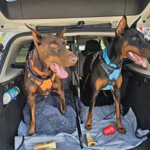 Two Doberman Pinschers, one wearing an orange harness and the other a blue harness, stand in the open trunk of a car owned by Trista R Teegarden from CitizenShipper. The trunk is filled with toys, bones, and a blanket, showcasing their animal-loving driver's dedication to their comfort.