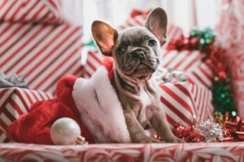 A french bulldog puppy in a santa hat.