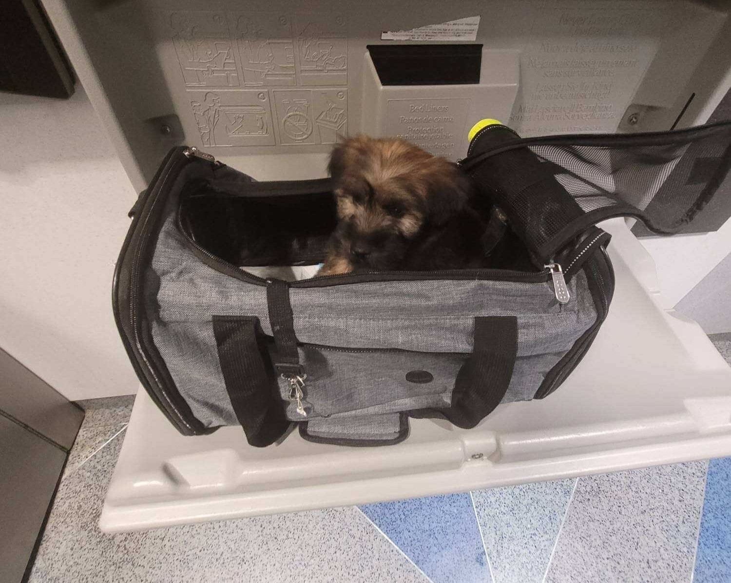 A small brown and black puppy sits inside a gray pet carrier with an open top, resembling a transporter during an interview, placed on a counter in what appears to be a public space, possibly an airport or veterinary office.