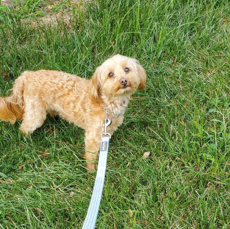 A small, light brown dog with curly fur stands on green grass, looking up at the camera as if ready for a transporter interview. The dog is on a blue and white leash.