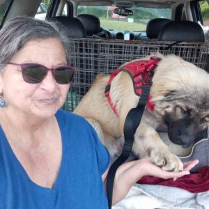 Rebecca O Grosvenor, a CitizenShipper Driver, sits in a car wearing sunglasses and a blue shirt. Next to her, a large fluffy dog in a red harness gently places its paw in her hand. A crate and bedding are visible in the back of their journey together.