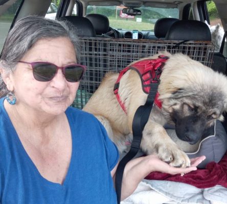 Rebecca O Grosvenor, a CitizenShipper Driver, sits in a car wearing sunglasses and a blue shirt. Next to her, a large fluffy dog in a red harness gently places its paw in her hand. A crate and bedding are visible in the back of their journey together.