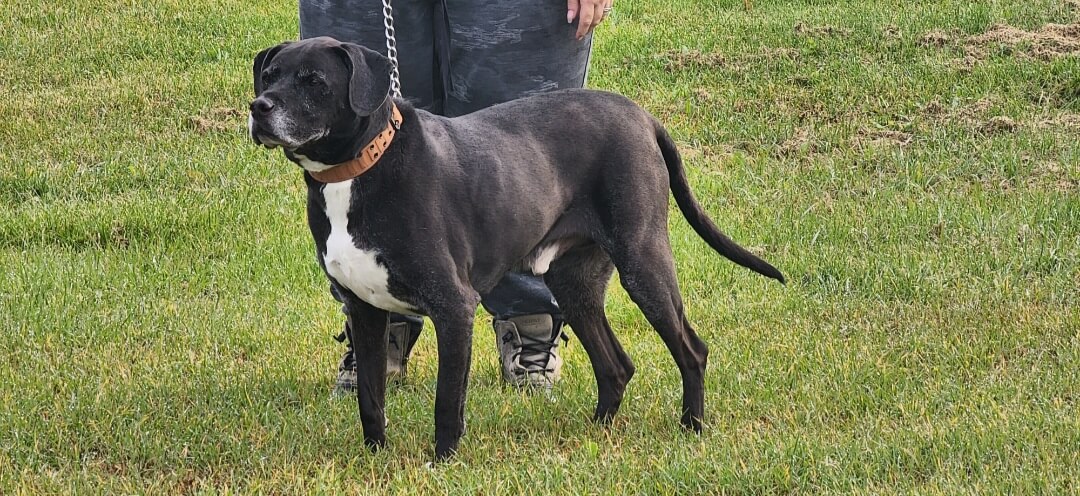 A large black dog with a white chest stands on grass, wearing a brown collar and leash. The dog's owner, CitizenShipper driver Julie Ann Jakubowski, is visible from the waist down, holding the leash—ready for heartfelt journeys together.