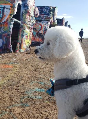 A fluffy white dog in a harness stands on dry, painted ground near graffiti-covered cars at Cadillac Ranch in Amarillo, Texas. The scene feels like a colorful transporter interview under the clear sky, with a person visible in the background.