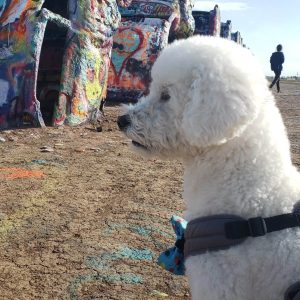 A fluffy white dog in a harness stands on dry, painted ground near graffiti-covered cars at Cadillac Ranch in Amarillo, Texas. The scene feels like a colorful transporter interview under the clear sky, with a person visible in the background.
