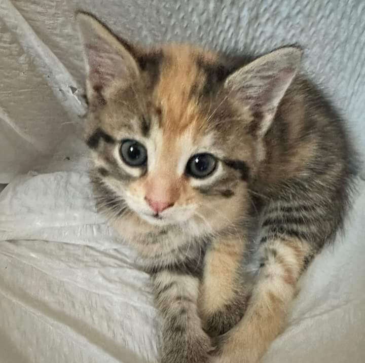 A small, brown and orange tabby kitten with big blue eyes sits curled up on a white textured surface, looking up at the camera as if ready for a transporter interview.