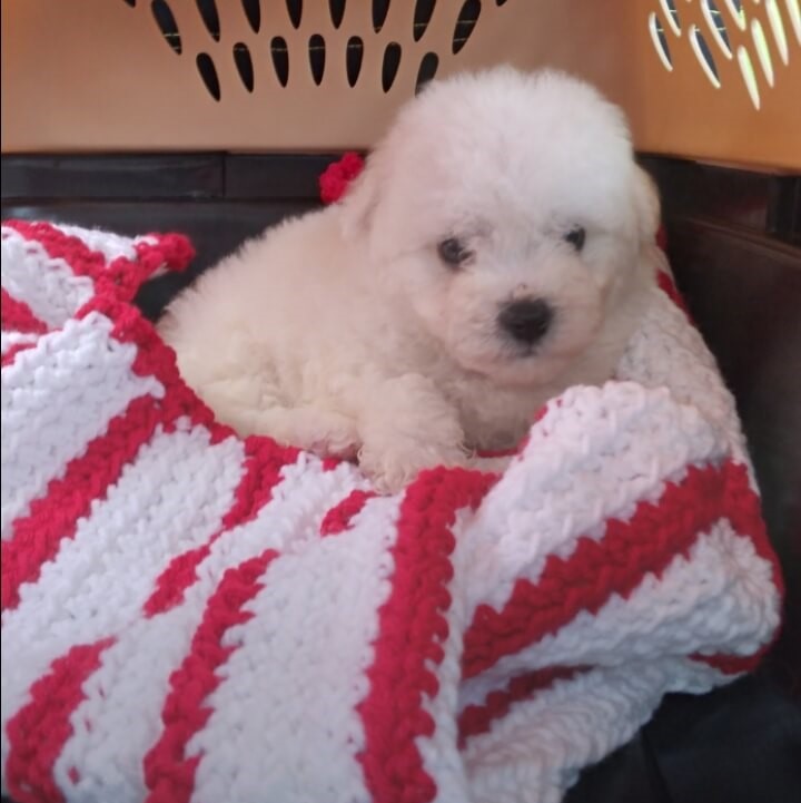 A small, fluffy white puppy is lying on a red and white crocheted blanket inside a pet carrier, looking cozy—almost as if preparing for a transporter interview, gazing gently toward the camera.
