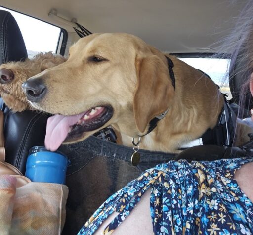 Two dogs sit in the backseat of a car, one joyfully poking its head out the window. A person wearing a floral shirt drapes over the front seat, possibly chatting about a recent Driver Interview or sharing stories from their journey as a CitizenShipper Driver.