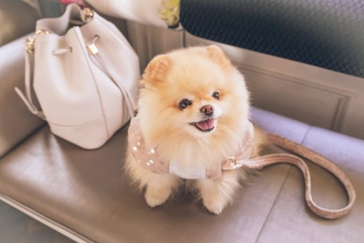 A small pomeranian dog wearing a harness sits on a car seat beside a white handbag, smiling.